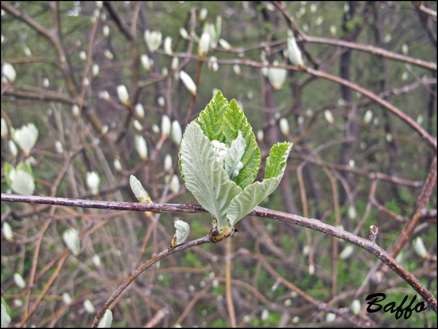Le ultime arrivate tra le piante gi� fiorite